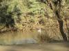  pelicans on the barcoo river near isisford