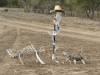  signage of sorts at the oma waterhole near isisford