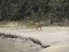  dingo pups