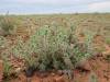  succulents and other nice flora in sturt np