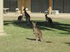  roos in longreach like motel lawns