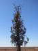  sacred waddi tree in boulia