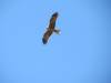  lots of raptors at the thompson river