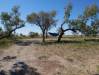  georgina river crossing campsite with hammock