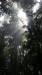  rainforest near pinnacle lookout