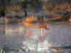  emus wading lake houdraman