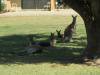  roos in longreach like motel lawns